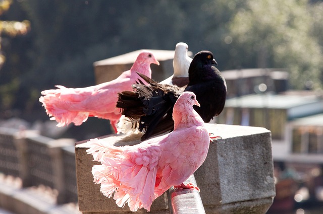 播版权的价 播版权的价